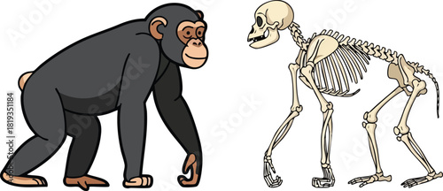 Chimpanzee Anatomy Exploring Skeletal Structure and Evolution