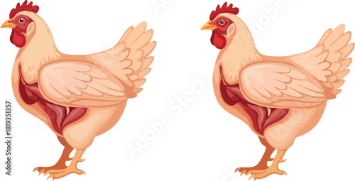 Illustration of Two Chickens on White Background