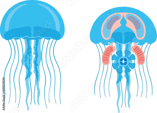 Jellyfish Anatomy A Clear Illustrated Comparison of Two Blue Jellyfish