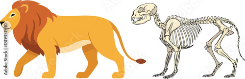 Lion and Skeleton Anatomy Exploring Feline Structure