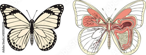 Butterfly Anatomy An Illustration of the Inner Workings of a Butterfly