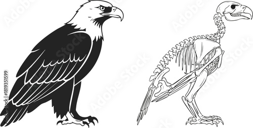 Majestic Eagle Outline and Skeletal Structure Illustration