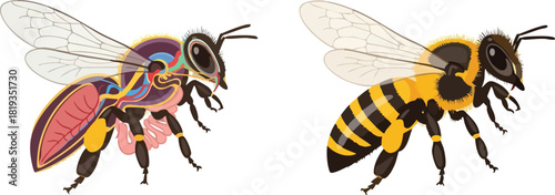 Anatomy of a Bee Illustration Comparing Internal and External Structures