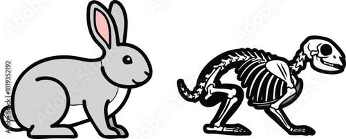 Rabbit Anatomy Illustration A Comparative View of External and Skeletal Structure