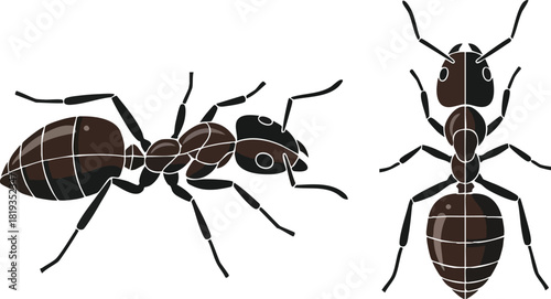 Ants Close-Up Detailed Side and Top Views of Insects