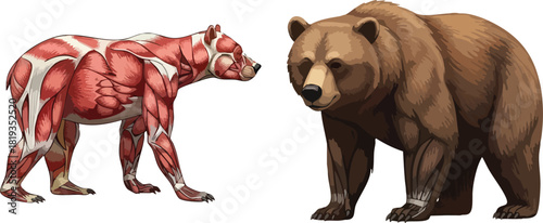 Anatomical Study of a Bear's Muscular System and Full-Furred Appearance