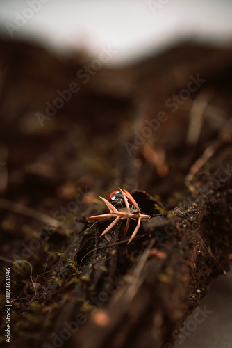 Ladybug in its natural habitat, warm atmospheric autumn background. Forest after rain in brown colors.