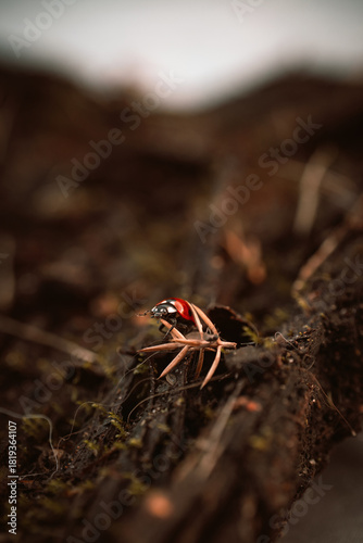 Ladybug in its natural habitat, warm atmospheric autumn background. Forest after rain in brown colors.