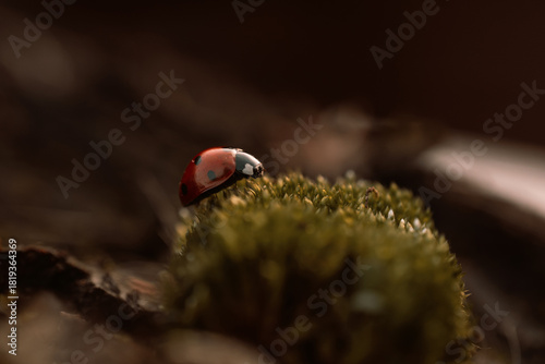 Ladybug in its natural habitat, warm atmospheric autumn background. Forest after rain in brown colors.