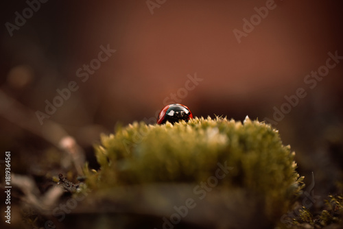 Ladybug in its natural habitat, warm atmospheric autumn background. Forest after rain in brown colors.
