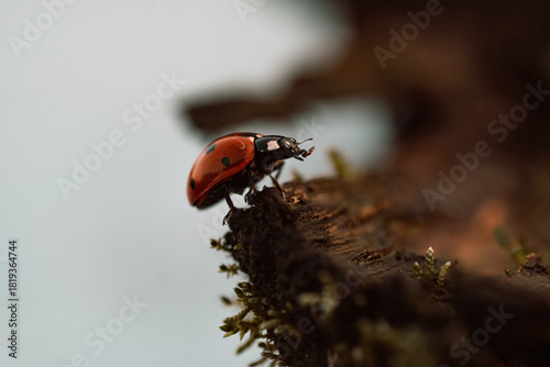 Ladybug in its natural habitat, warm atmospheric autumn background. Forest after rain in brown colors.
