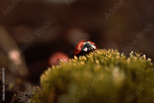 Ladybug in its natural habitat, warm atmospheric autumn background. Forest after rain in brown colors.