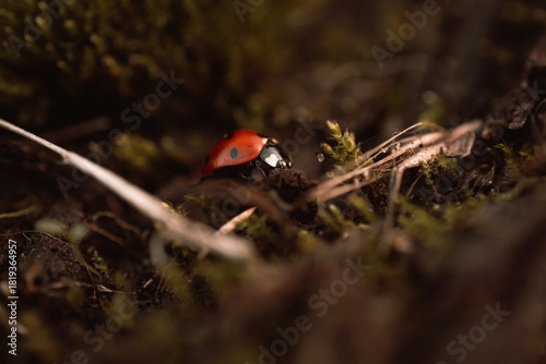 Ladybug in its natural habitat, warm atmospheric autumn background. Forest after rain in brown colors.