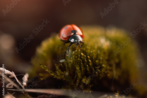 Ladybug in its natural habitat, warm atmospheric autumn background. Forest after rain in brown colors.
