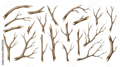 A collection of realistic dry tree branches, twigs, and sticks of various shapes and sizes isolated on a transparent background.