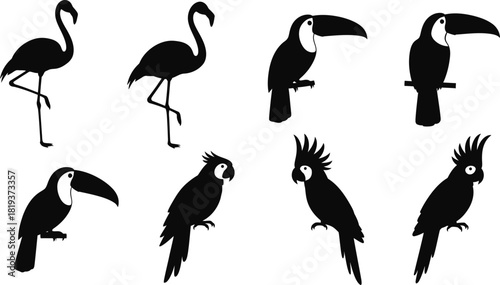 Silhouette of various birds including a flamingo, toucan, and cockatoo