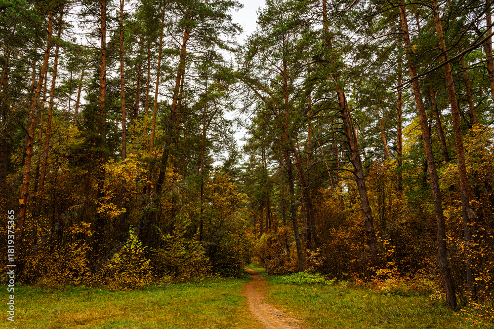 Obraz premium Forest path in autumn park with tall pine trees and golden foliage. Nature trail in seasonal woodland for outdoor activity. Scenic landscape.