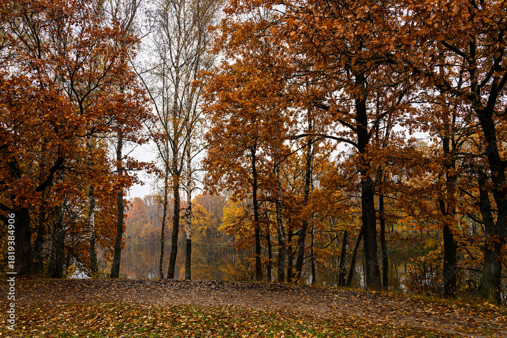 Fototapeta premium Autumn forest with birches and trees with golden yellow foliage. Natural scenic landscape during fall season for background.