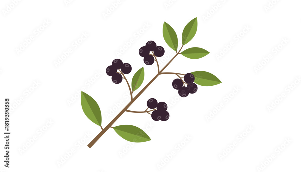 Obraz premium A branch with dark purple berries and green leaves isolated on transparent background