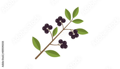 A branch with dark purple berries and green leaves isolated on transparent background