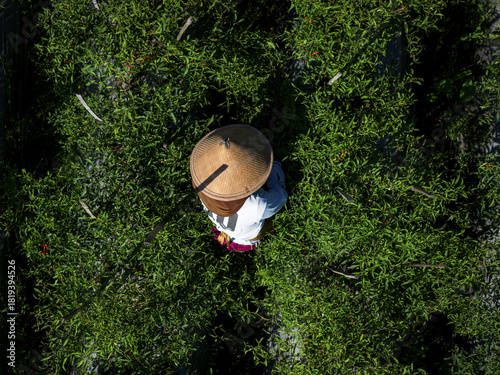 Aerial view of a farmer standing amidst bright green crops harvesting chilies, his conical hat a focal point against the textured fields, Klaten Regency, Central Java, Indonesia.