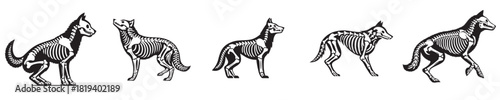 wolf silhouette bone skeleton vector