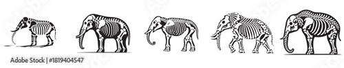 elephant skeleton silhouette vector