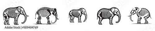elephant skeleton silhouette vector