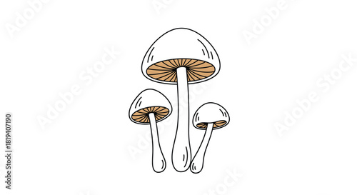 A hand-drawn illustration of three small wild mushrooms with detailed gills underneath their caps on a white background.