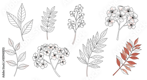 Hand-drawn botanical illustration set with diverse plant elements, including leafy branches, blooming flowers, and berry clusters, on a white background.