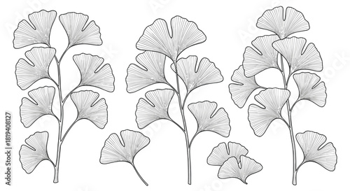 Elegant line art illustration of ginkgo biloba leaves and branches, showcasing the distinct fan shape and intricate venation.