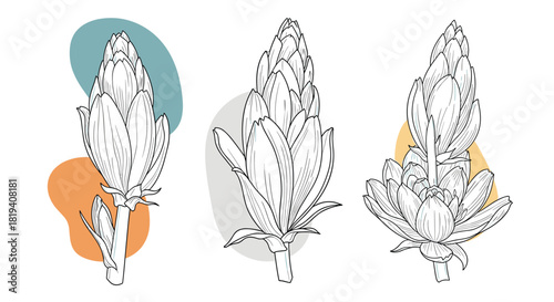 Elegant botanical line art set depicting three ginger or protea flower buds with decorative abstract color backgrounds, isolated on white.