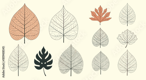 A diverse collection of stylized vector leaves in various shapes and venation patterns, presented on a light background.