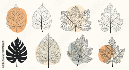 Abstract botanical illustration featuring a diverse collection of delicate leaf skeletons and a solid tropical monstera leaf on a light background.