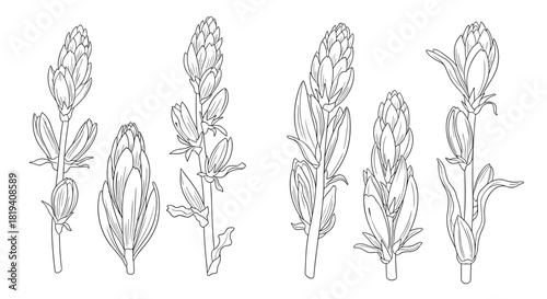 Detailed botanical line art illustration featuring various flowering plants in different stages of growth and bloom.