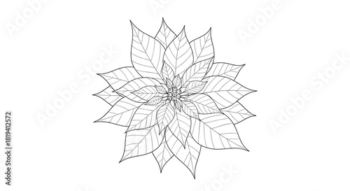A detailed black outline drawing depicts a beautiful poinsettia flower with its distinctive multiple layers of leaves and central berries.