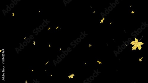 Wallpaper Mural Autumn Leaf fall animation. Autumn maple leaves falling on black background. colorful autumn leaves falling isolated alpha channel 4k animation, leaf fall on black background, Torontodigital.ca