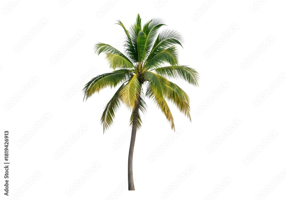Obraz premium Palm tree