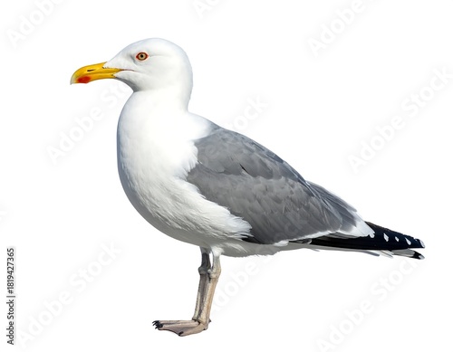 Portrait of a graceful seabird with white and gray plumage