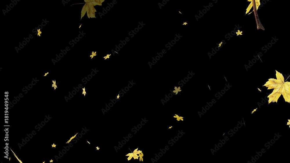 custom made wallpaper toronto digitalAutumn Leaf fall animation. Autumn maple leaves falling on black background. colorful autumn leaves falling isolated alpha channel 4k animation, leaf fall on black background,