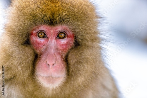 Macaque portrait