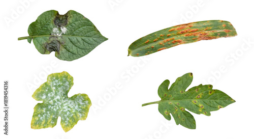 Four Plant Leaf Diseases Isolated