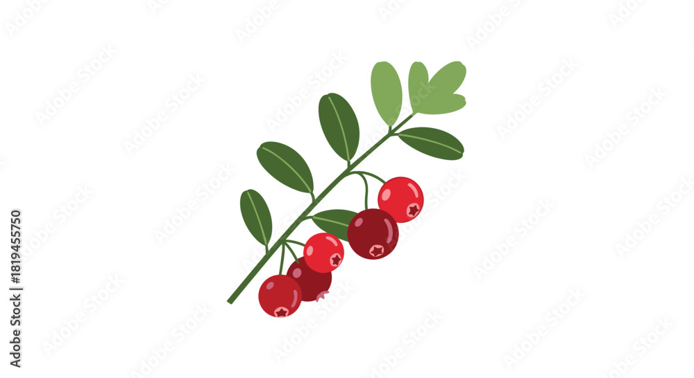 Obraz premium Simple and elegant vector illustration of a single cranberry sprig with ripe red berries and lush green leaves.