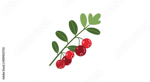Simple and elegant vector illustration of a single cranberry sprig with ripe red berries and lush green leaves.