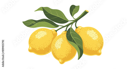 Beautiful hand-drawn illustration of a lemon tree branch with three ripe yellow citrus fruits and fresh green leaves.