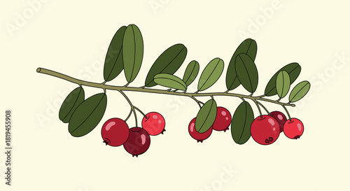 Simple and elegant line art illustration of a cranberry branch with red berries and green leaves on a beige background.
