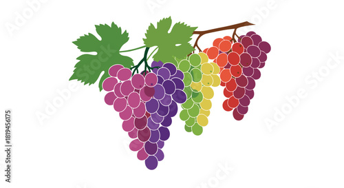 Colorful illustration of a vine with four bunches of grapes in a rainbow of colors from purple to red.