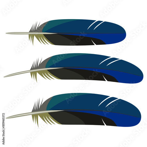 Macaw feather blue color vector drawing.