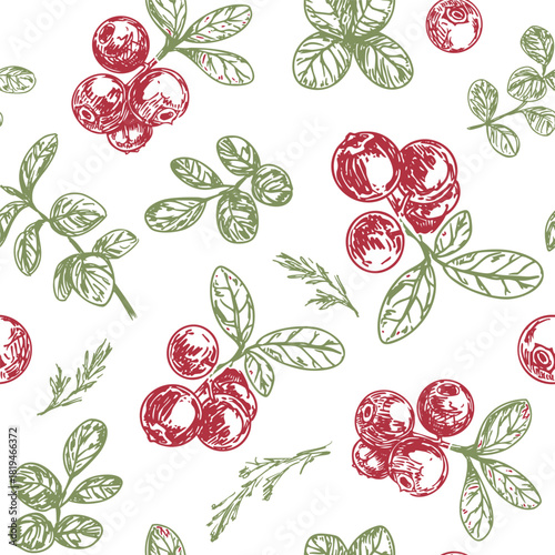 Lingonberry, cranberry, berries hand drawn sketch, monochrome vector illustration