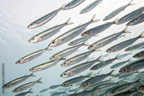 School of small silver fish swimming together underwater in clear blue water